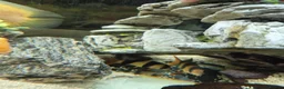 Other/Mixed Breed fish for sale: Tank and fish for sale can be sold separate pm me in Leeds - Advert 5