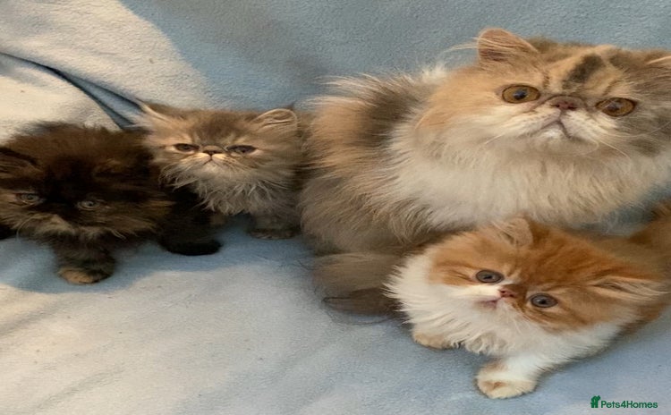 Persian cats for sale - Advert 1