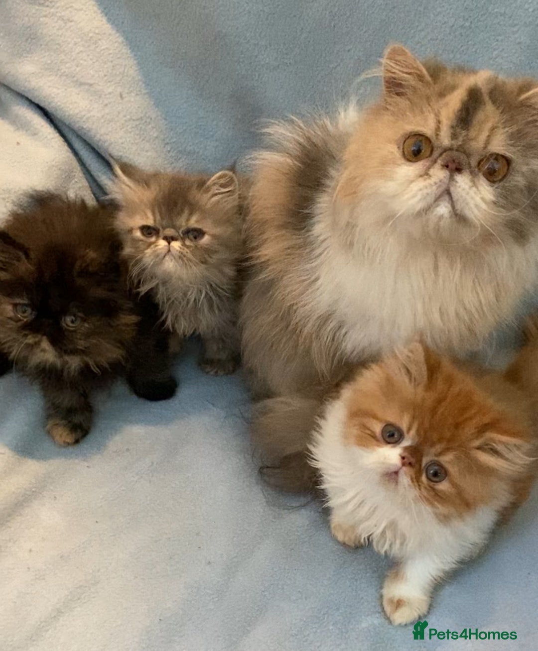 Persian cats for sale: Persian Kittens GCCF registered  - Image 1