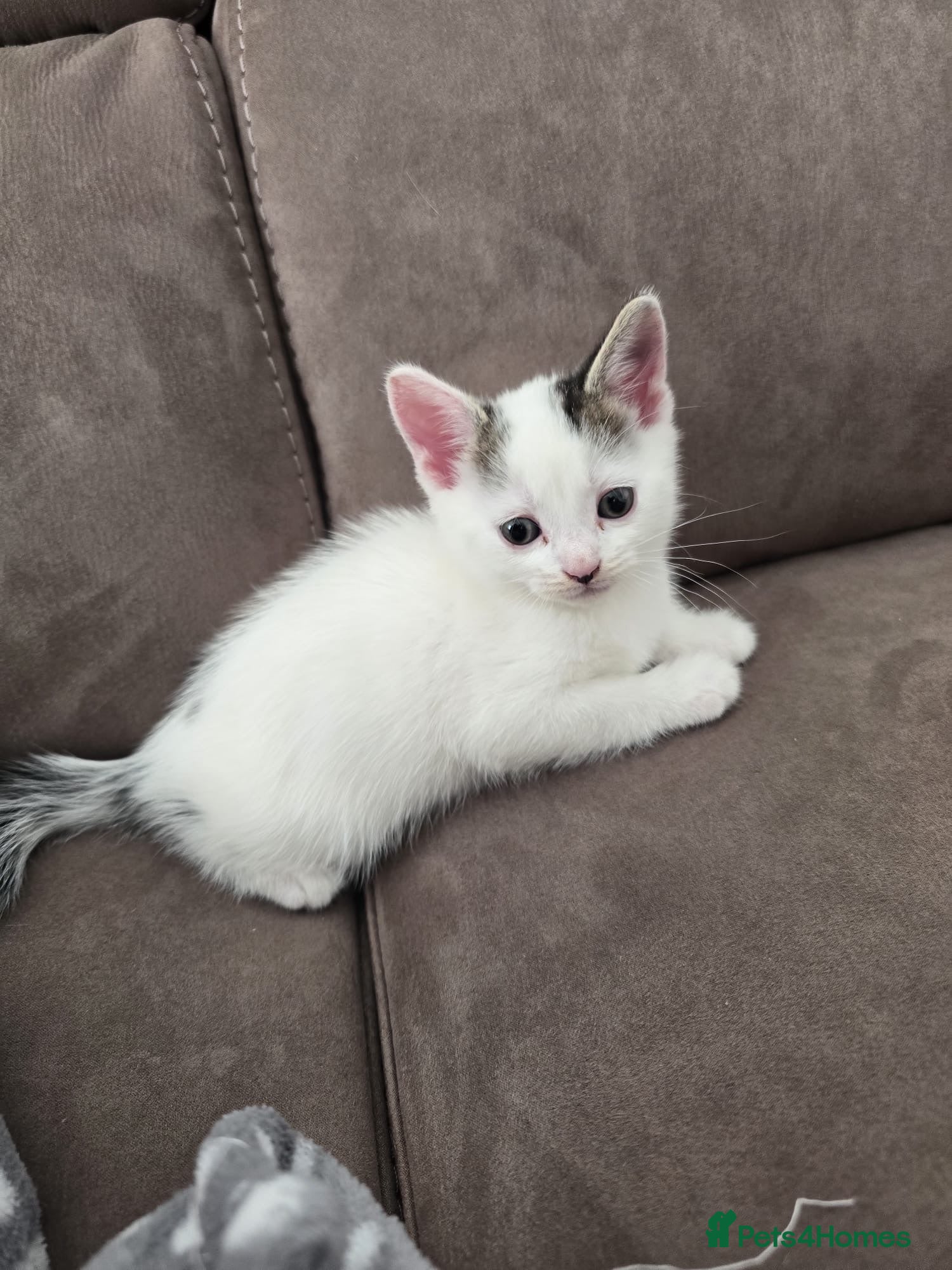 Mixed Breed cats 2 kittens left ready to leave  - Advert 1