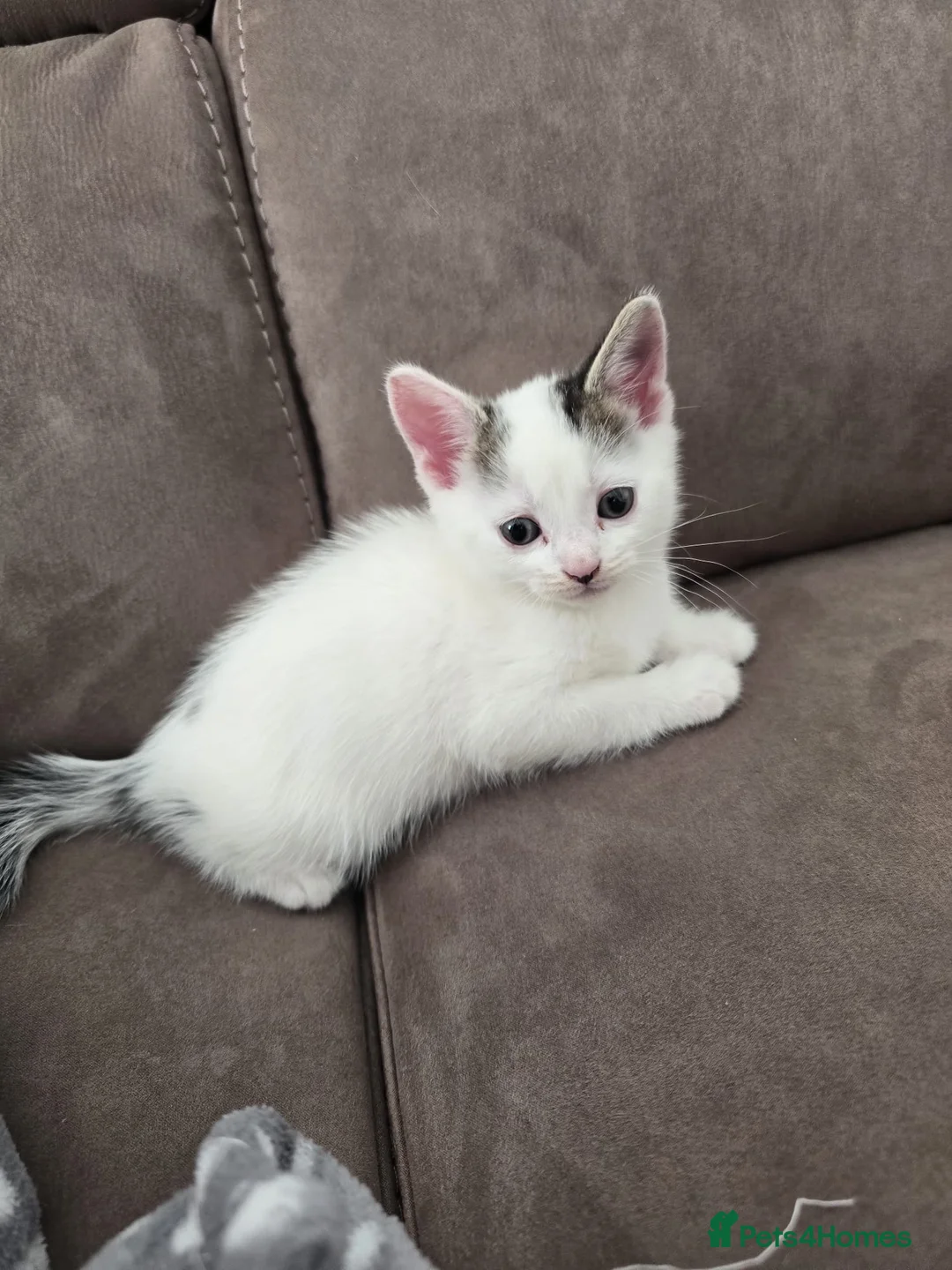 Mixed Breed cats for sale: 2 kittens left ready to leave  - Advert 1