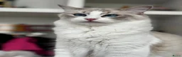 Mixed Breed cats for sale: 🐾 Beautiful Baby Kittens - Ragdoll x Bengal 🐾 - Advert 37
