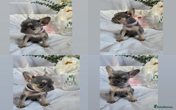 French Bulldog dogs for sale: 10 weeks old KC registered French bulldog puppies  - Image 5