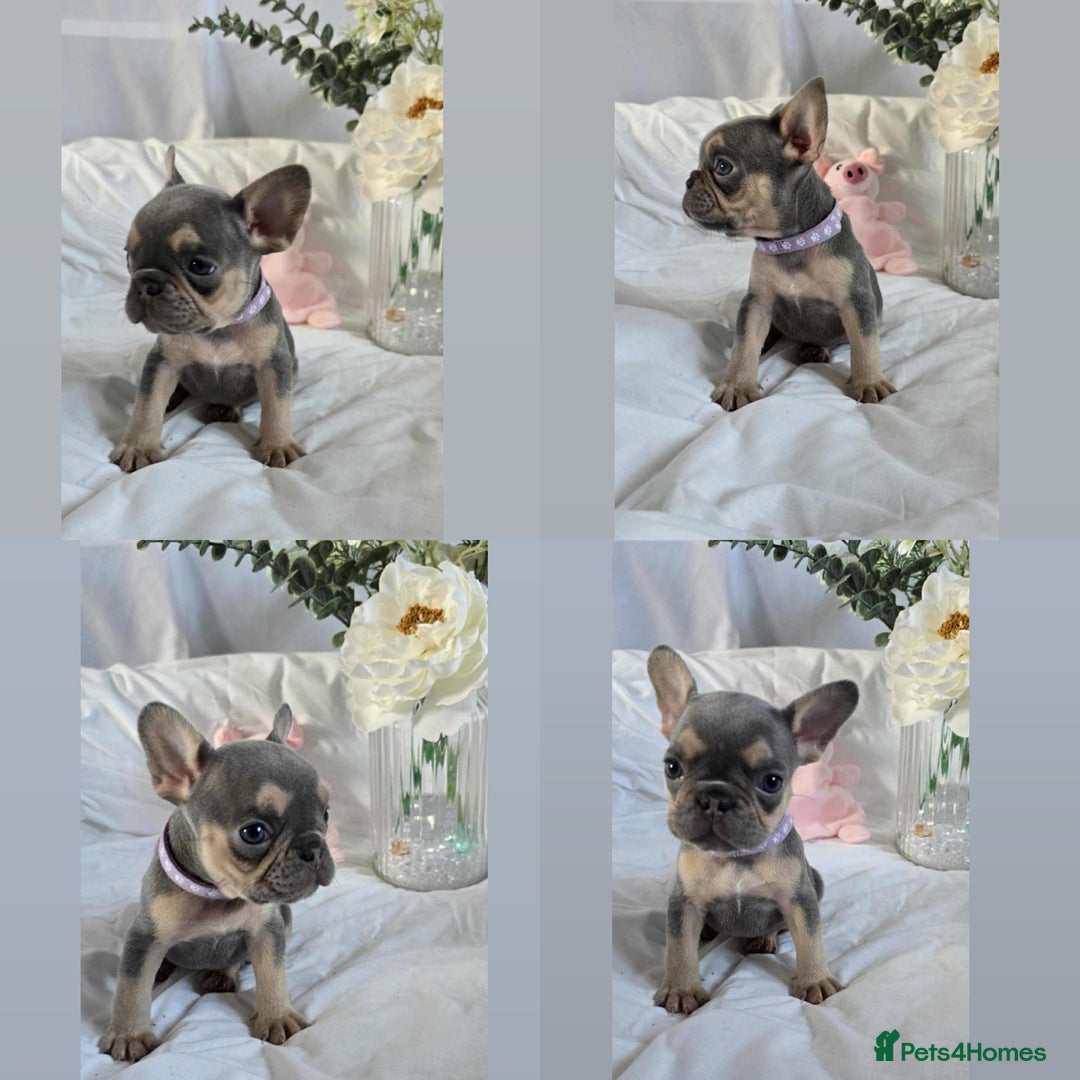 French Bulldog dogs for sale: 10 weeks old KC registered French bulldog puppies  - Image 5