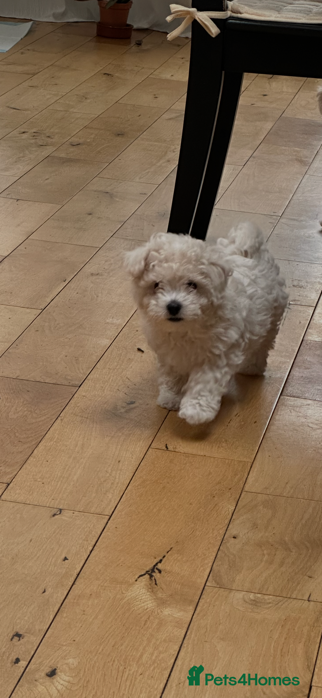 Maltipoo dogs for sale: 8 Week Maltipoo Puppy - Image 17