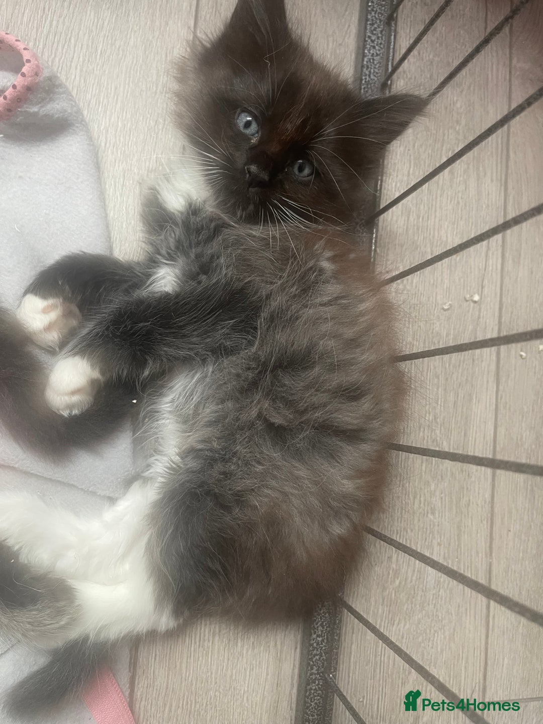 Ragdoll cats for sale: Radgoli mix maine conn - Image 1