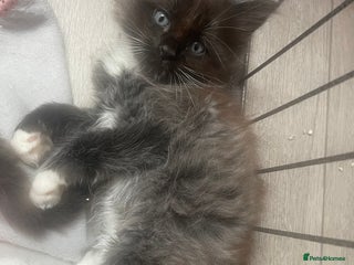 Ragdoll cats - Advert 12