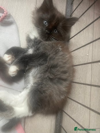 Ragdoll cats - Advert 12