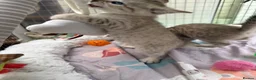 Bengal cats for sale: Snow Mink & Lynx 🩷💙 Pedigree TICA Bengal Kittens - Advert 6