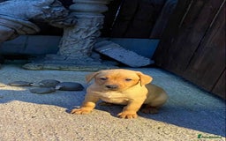 Labrador Retriever dogs for sale: KC Registered Labrador Puppies - Image 7