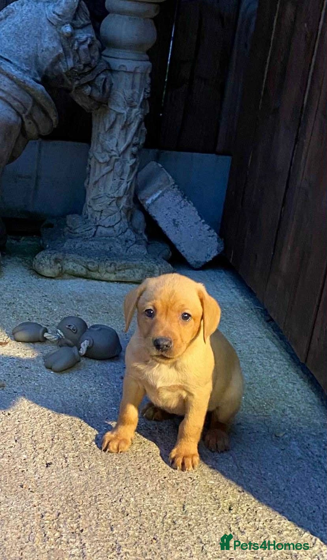 Labrador Retriever dogs for sale: KC Registered Labrador Puppies - Image 7