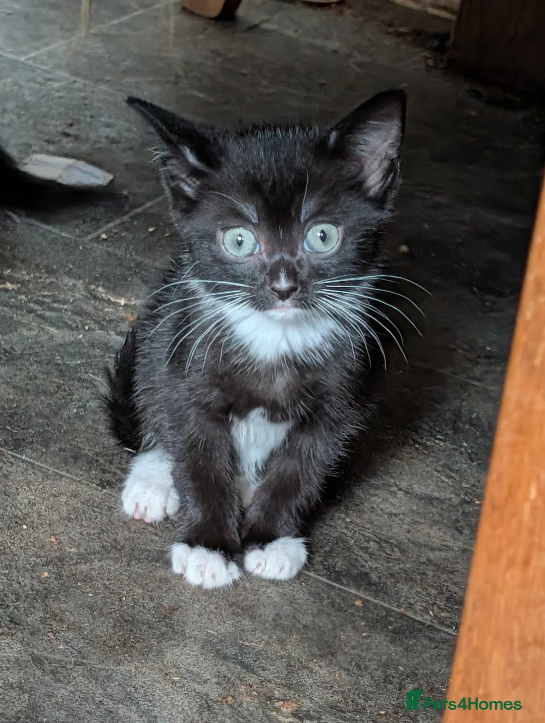 Mixed Breed cats for sale: Beautiful kittens - Advert 5