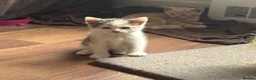 Mixed Breed cats for sale: 5 kittens ready for new homes.  - Advert 5
