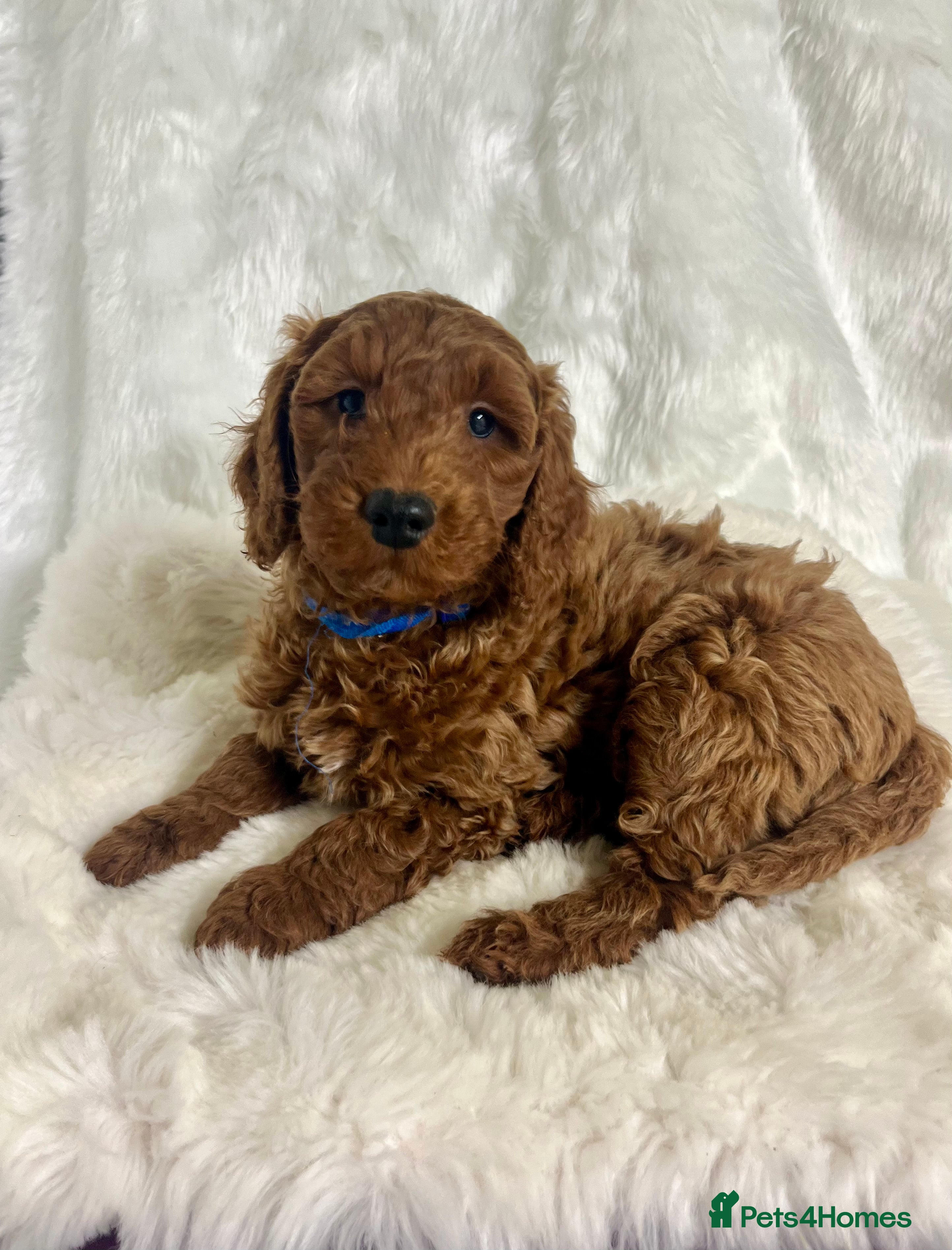 Goldendoodle dogs multigenerational Australian Golden doubledoodles - Advert 6