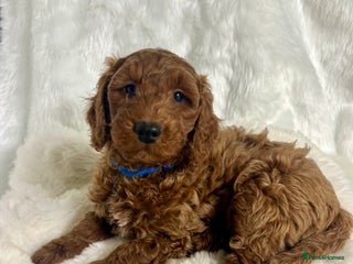 Goldendoodle dogs multigenerational Australian Golden doubledoodles - Advert 6