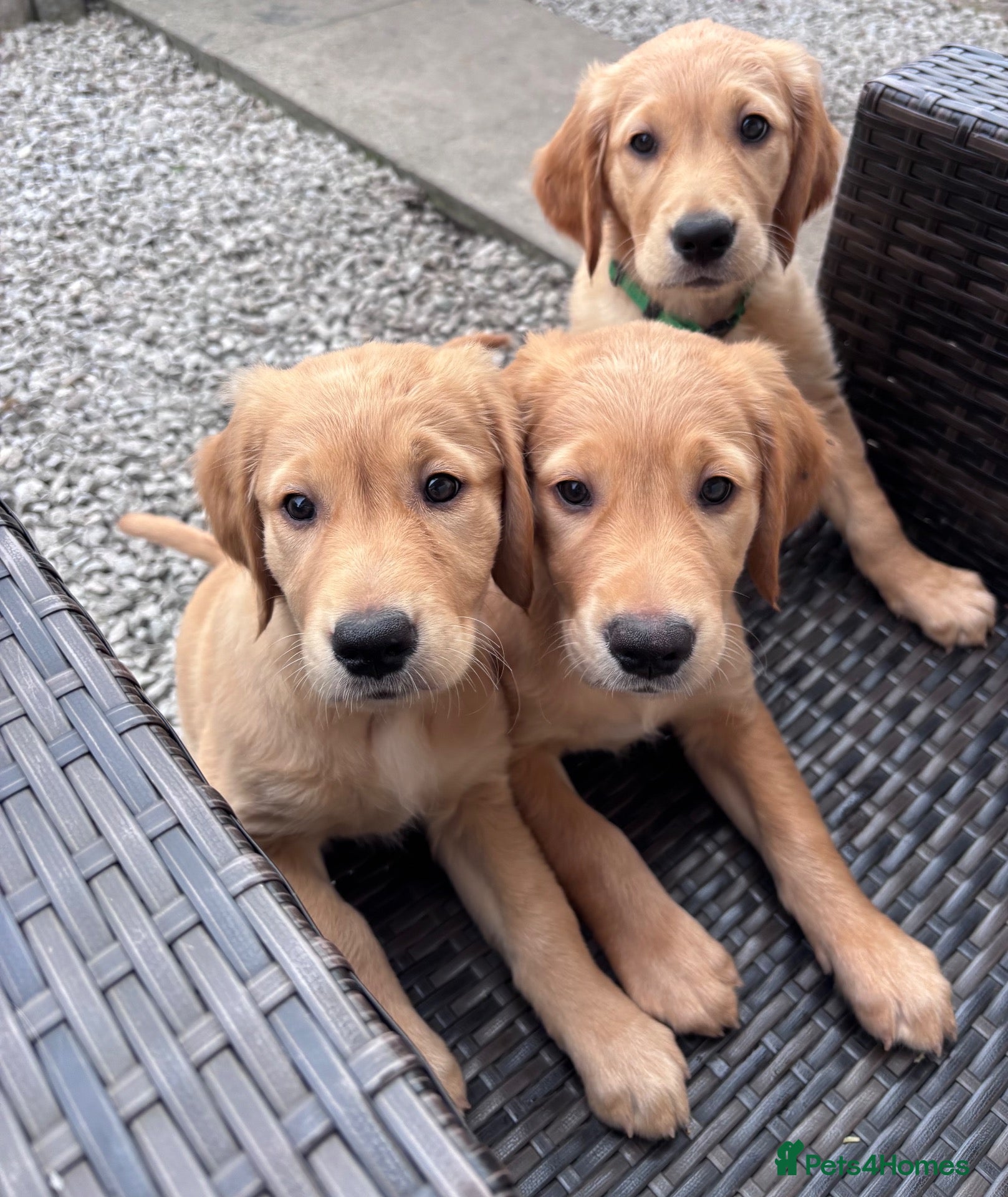 Golden Retriever dogs 3 GOLDEN RETRIEVERS READY NOW 🐾 - Advert 13