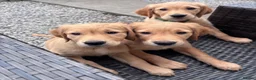 Golden Retriever dogs for sale: 1 gorgeous girl left 🤍 - Advert 2