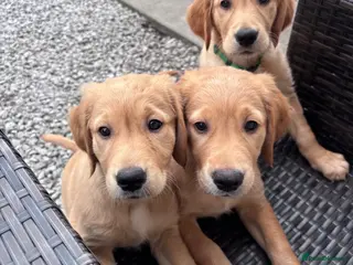 Golden Retriever dogs Reduced £1700 last 3 ready now 🐾 - Advert 1