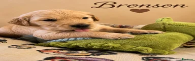 Bronson (Brown Collar)