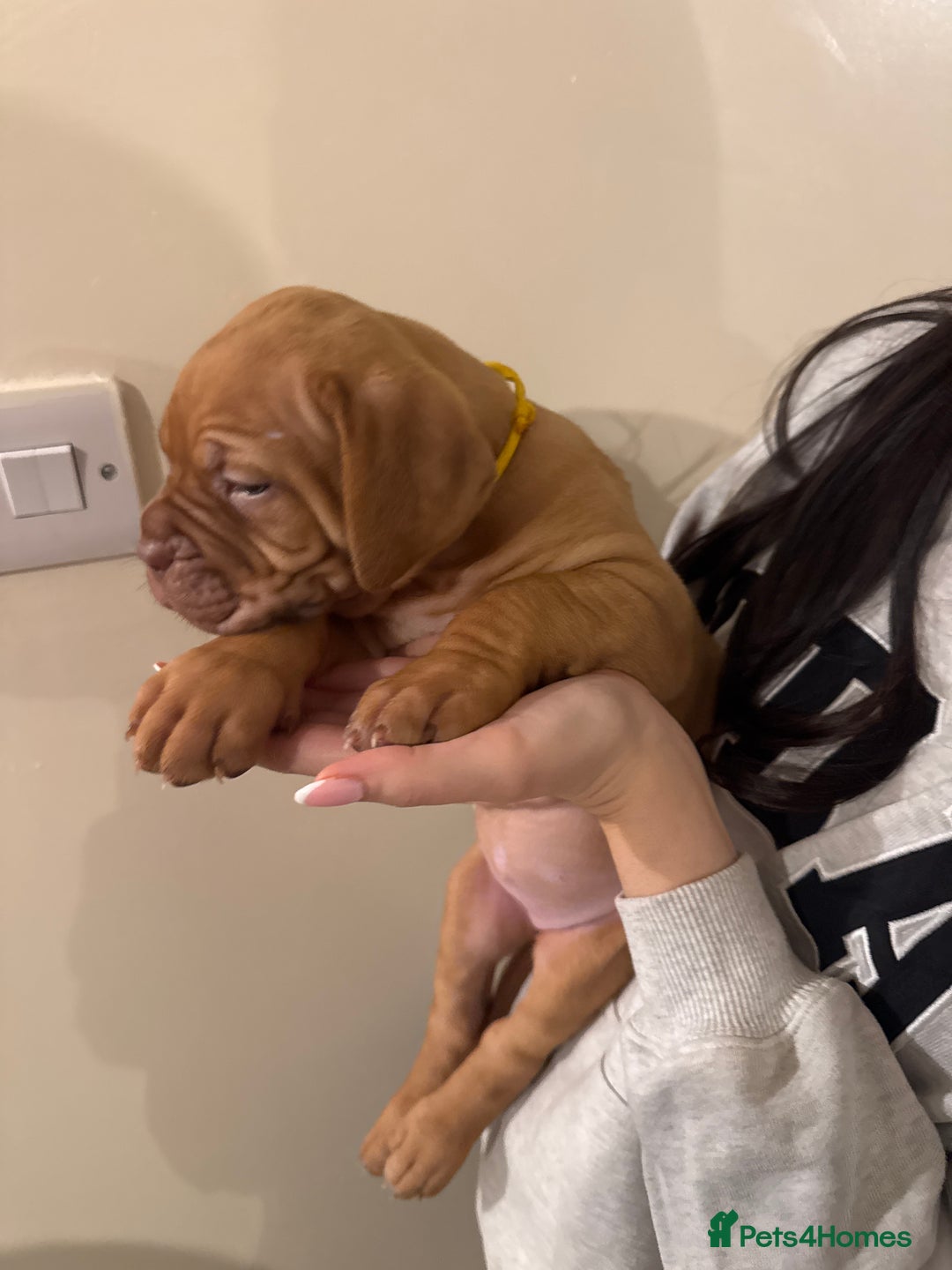 Dogue De Bordeaux dogs for sale: Dogue de Bordeaux pups for sale - Advert 6