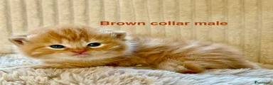 Brown collar, ginger tabby
