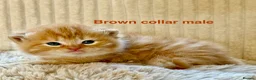 Siberian cats for sale: Pedigree Siberian kittens  in Droitwich - Advert 3