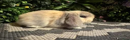 Mini Lop rabbits for sale: Superb pure bred mini lops available  - Advert 19