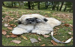 Shih Tzu dogs for sale: 6 month old shih tzu male  - Image 1