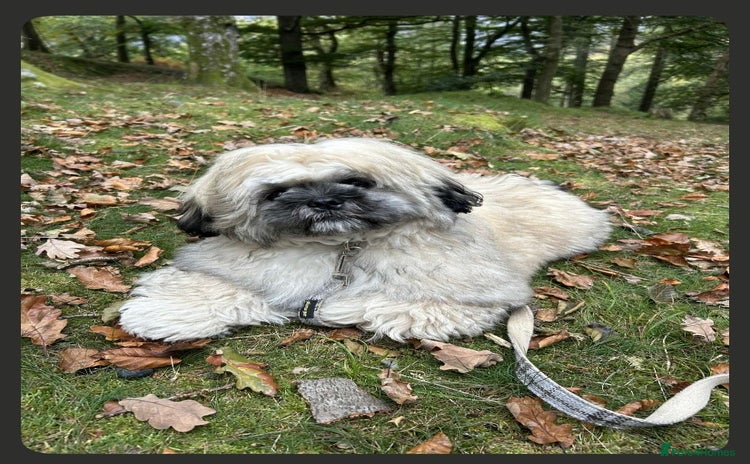 Shih Tzu dogs - Advert 4
