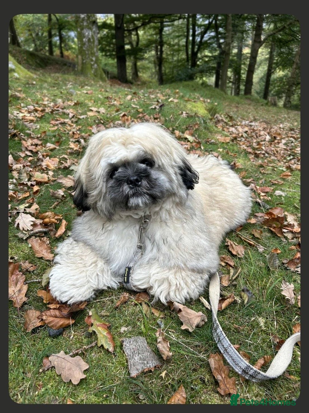 Shih Tzu dogs for sale: 6 month old shih tzu male  - Image 1