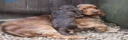 Cocker Spaniel dogs for sale: KC  Registered Show Cocker Spaniels - Advert 1