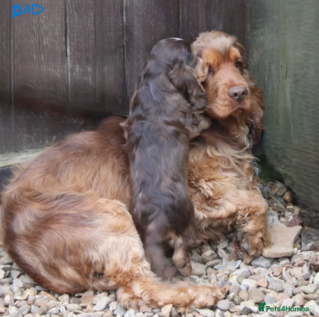 Cocker Spaniel dogs for sale: KC  Registered Show Cocker Spaniels - Advert 1