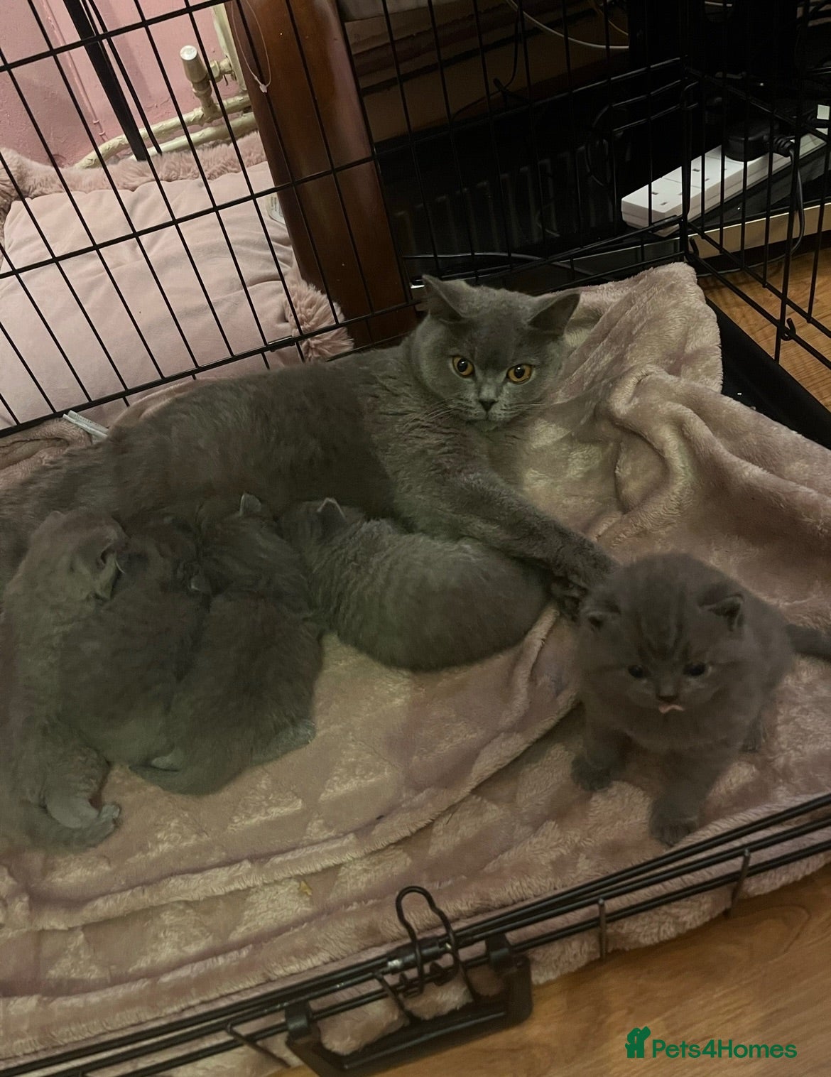 British Shorthair cats 2 GCCF lovely little kittens looking for home - Advert 2