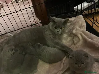 British Shorthair cats 2 GCCF lovely little kittens looking for home - Advert 2