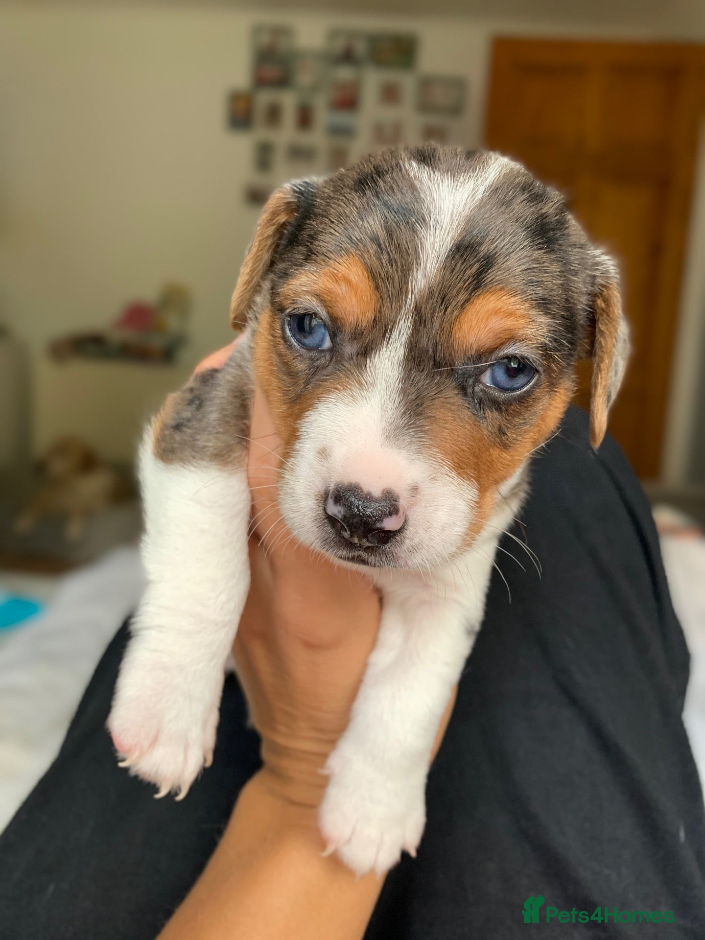 Jack Russell dogs Jack Russel blue merle - Advert 2