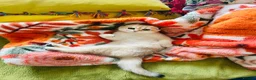Scottish Fold cats for sale:  Our Last Precious Scottish Fold Gold  - Advert 4