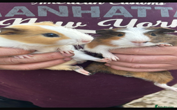 Guinea Pig rodents for sale: Male baby Guineapigs  - Image 7