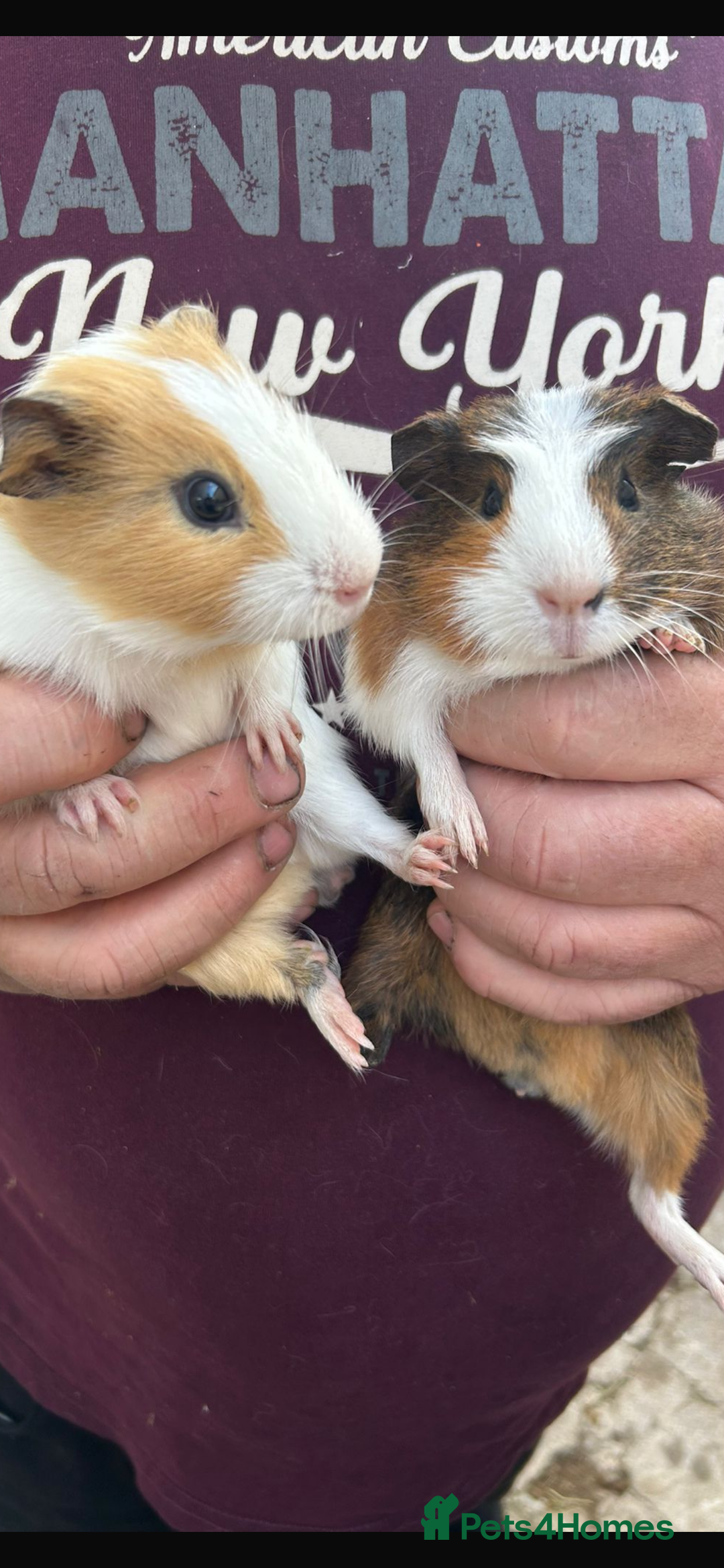 Guinea Pig rodents for sale: Male baby Guineapigs  - Image 7