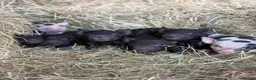 Pig livestock for sale: Micro pigs  - Advert 2