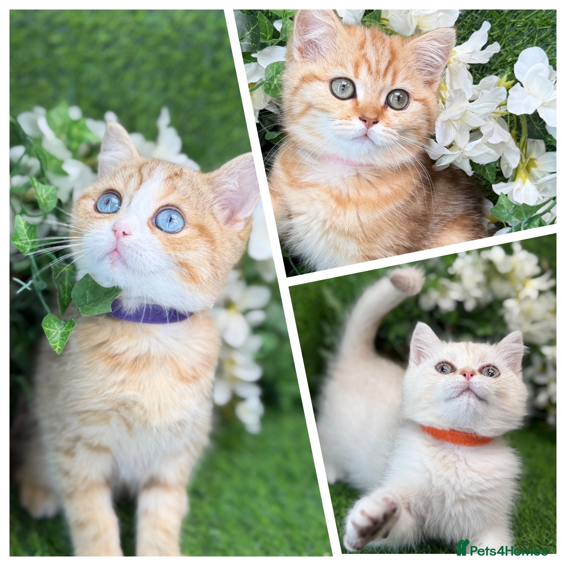 British Shorthair cats British Shorthair blue eyed adorable kittens GCCF  - Advert 13