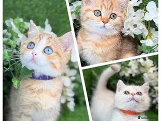 British Shorthair cats British Shorthair blue eyed adorable kittens GCCF - Advert 1