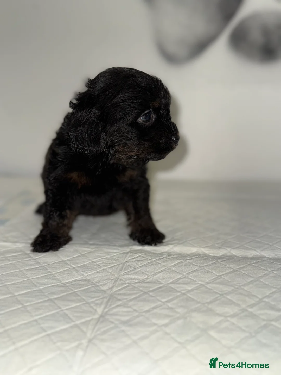 Cockapoo dogs for sale: 8 F1 Cockapoos available  - Advert 9