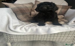 Cockapoo dogs for sale: F1 miniature gorgeous cockapoo puppies  - Image 28