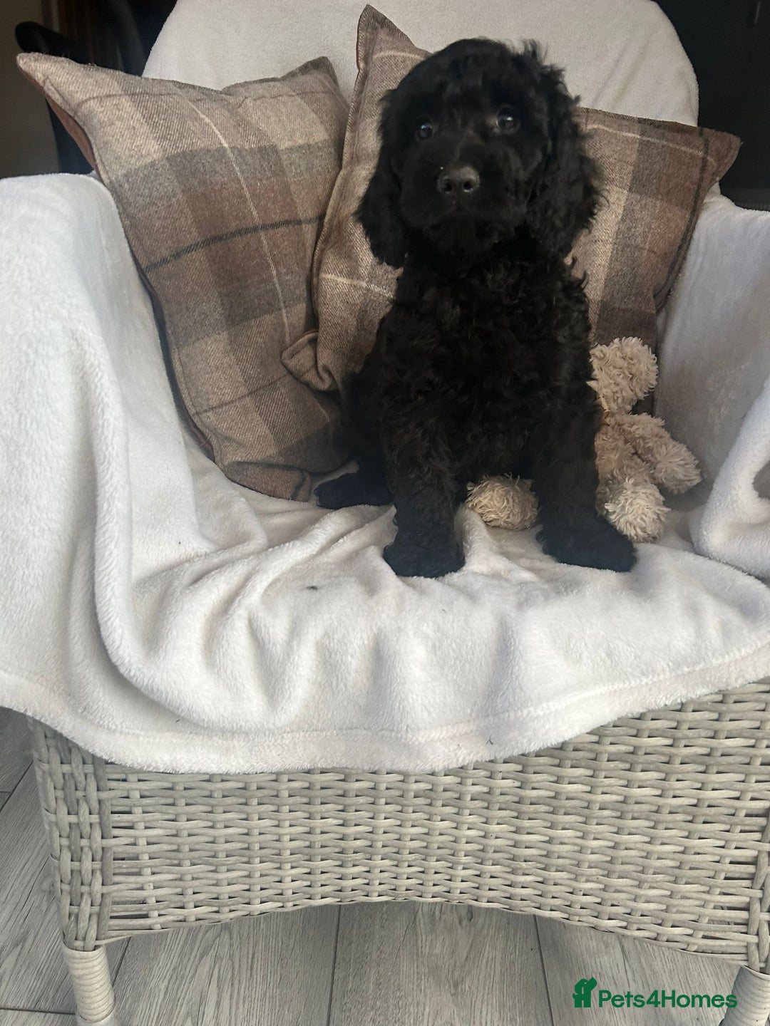 Cockapoo dogs for sale: F1 miniature gorgeous cockapoo puppies  - Image 28