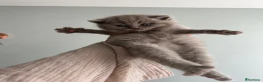 British Shorthair 1 - Blue collar