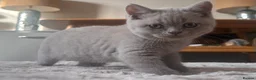 British Shorthair cats for sale: Tica registered British Shorthair Kittens  - Advert 16