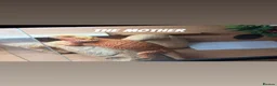 Bearded Dragon reptiles for sale: Hypo bearded dragon  in Croydon - Advert 4
