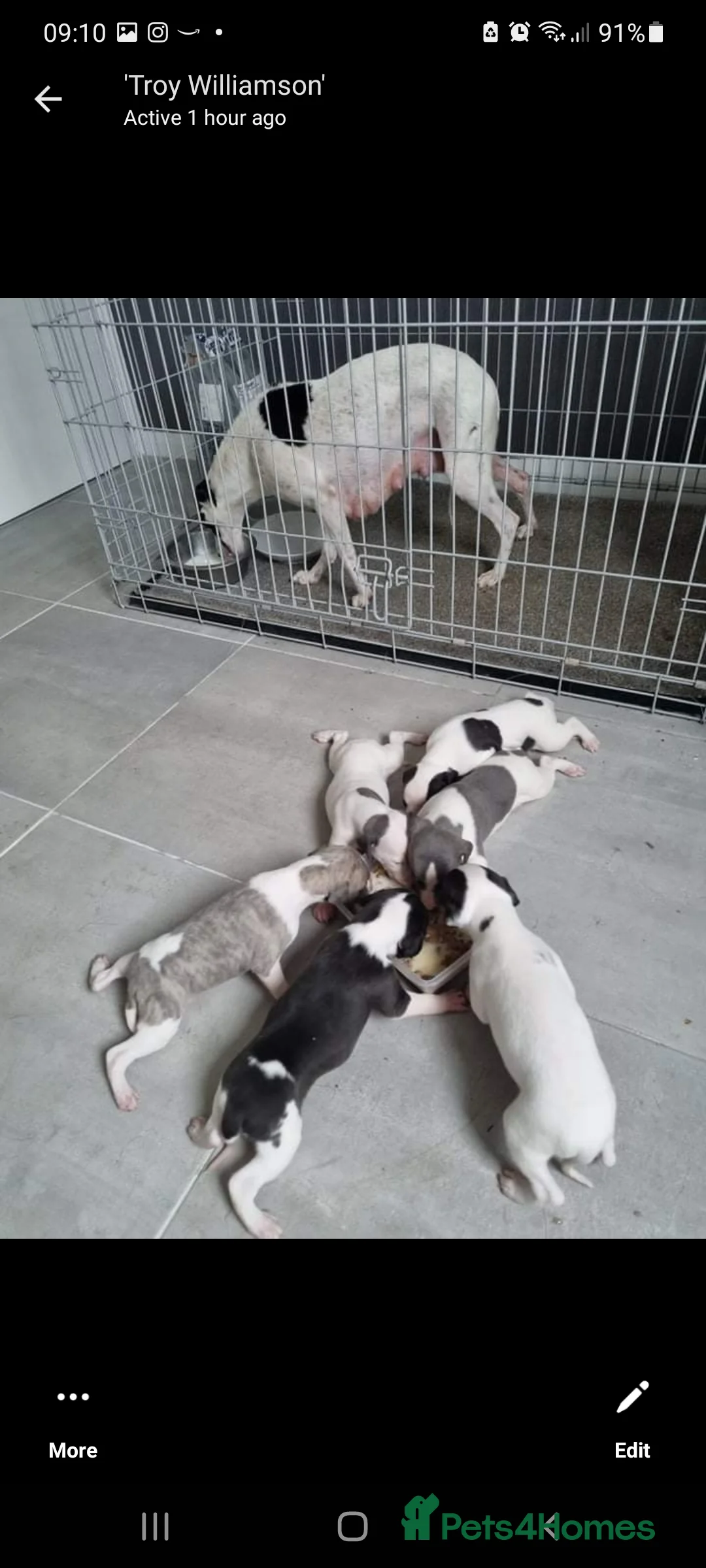 Whippet dogs for stud: 2 KC whippet for stud,both heart tested clear in Bishop Auckland - Advert 5