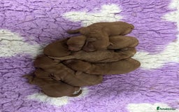 Cockapoo dogs for sale: Cockapoo F1b non moulting health tested puppies  - Image 2