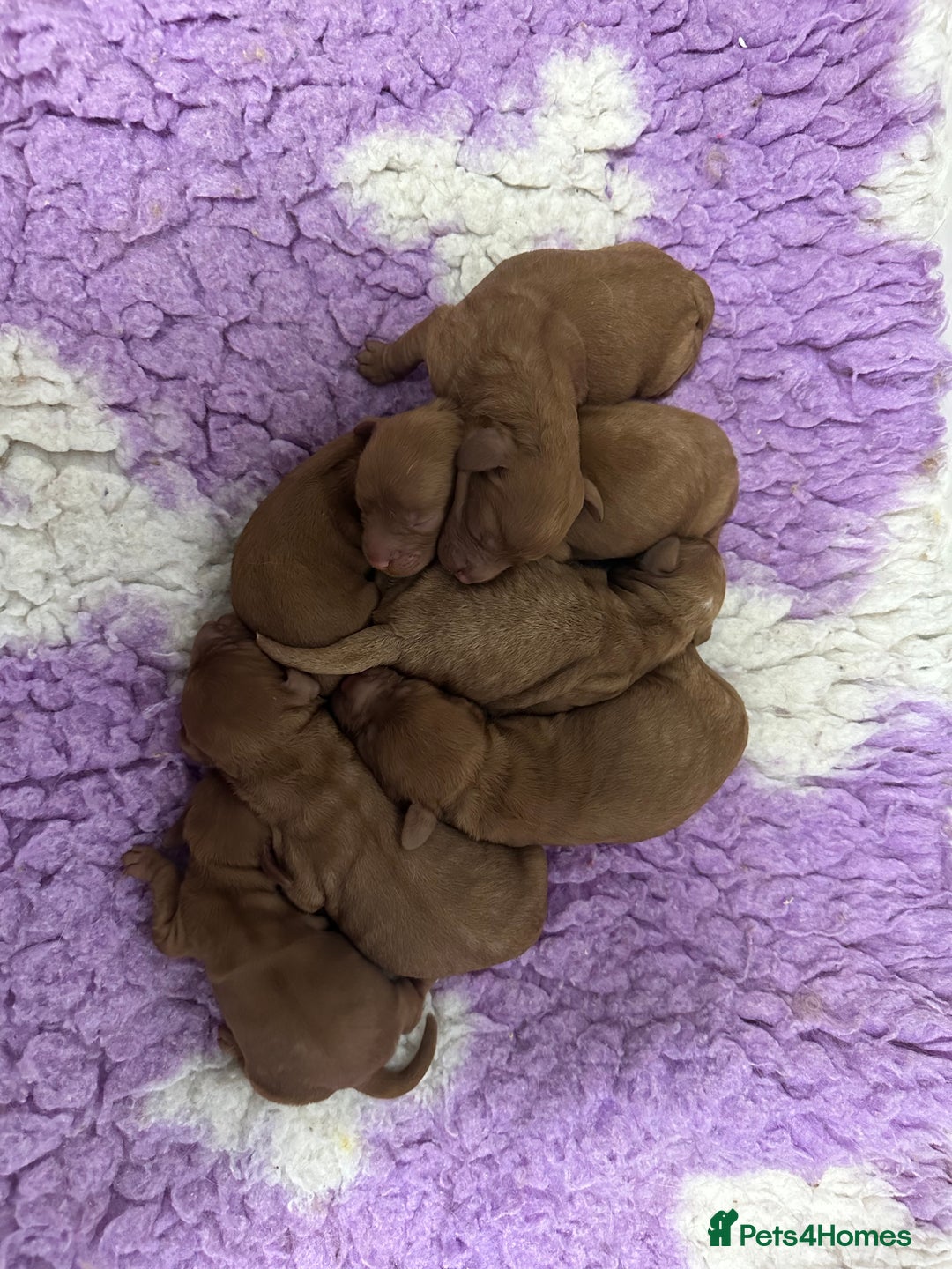 Cockapoo dogs for sale: Cockapoo F1b non moulting health tested puppies  - Image 2